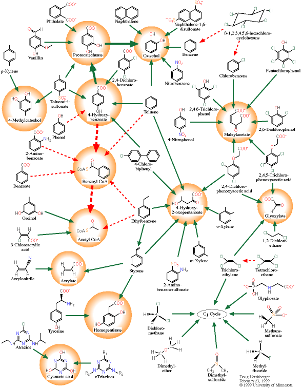 UMBBD meta pathway (11k)