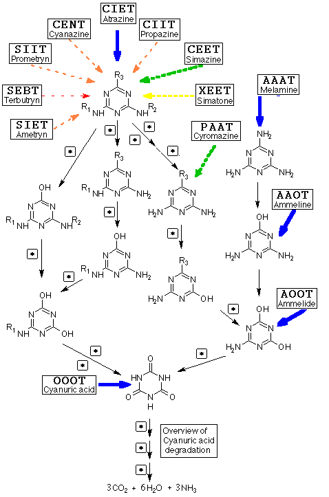 triazine meta pathway (20k)